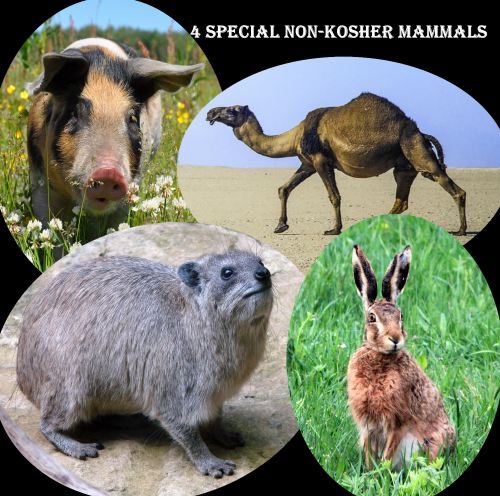 kashrut without disgust and fear