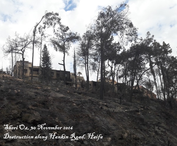 Haifa's fires - fire destruction along Hankin Road