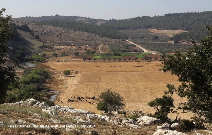 agricultural fields belonging to Ras Ali