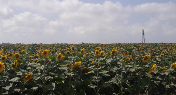 sunflower field near Gaza