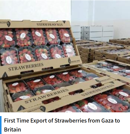 strawberries reading for export
