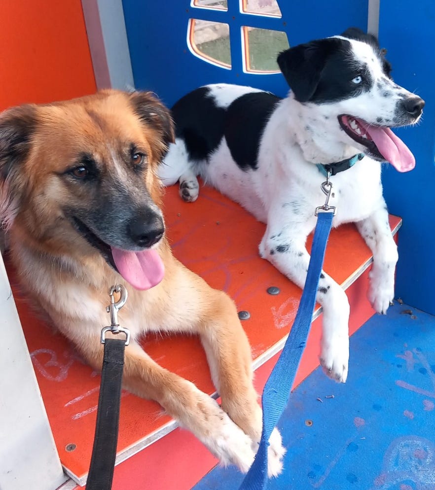 Picture of the two dogs